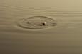 2009 0411Image0127