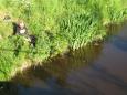 090512jeugdviswedstrijdHOG 029